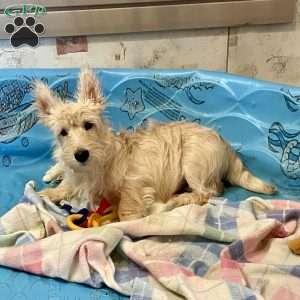 Mason, Scottish Terrier Puppy